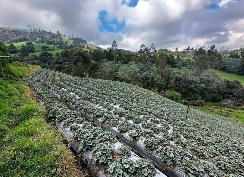 Cultivos arrasados por la ceniza y columnas de gases emanando de volcanes agobian a los habitantes de Puracé (Cauca). FOTOS CORTESÍA
