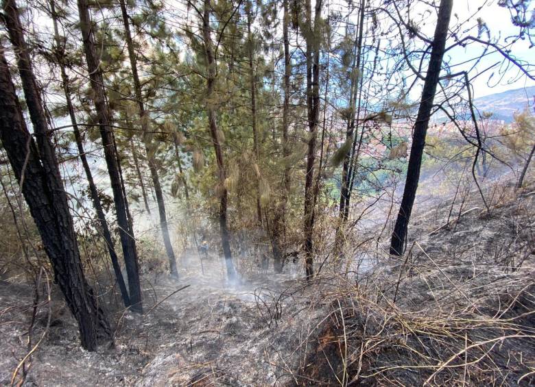 Voraces Incendios Afectaron Dos Hectáreas De Bosque En Medellín