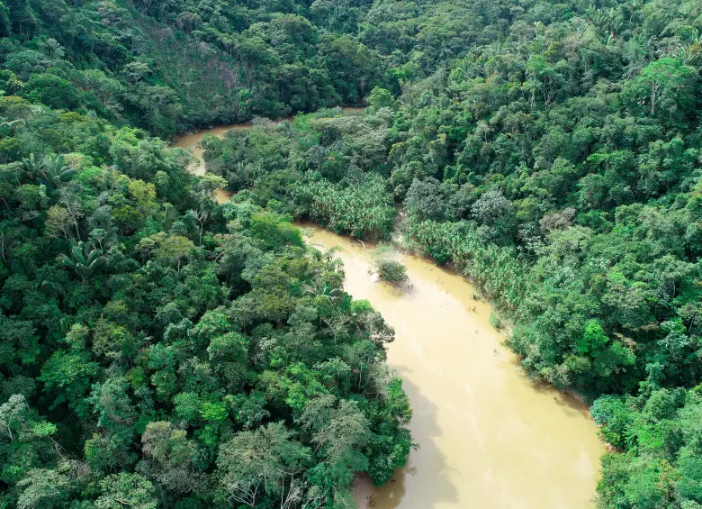 En 2024, la jurisdicción de Cornare registró 343 hectáreas deforestadas, menos del 0,5 % del total nacional. FOTO cortesía Cornare
