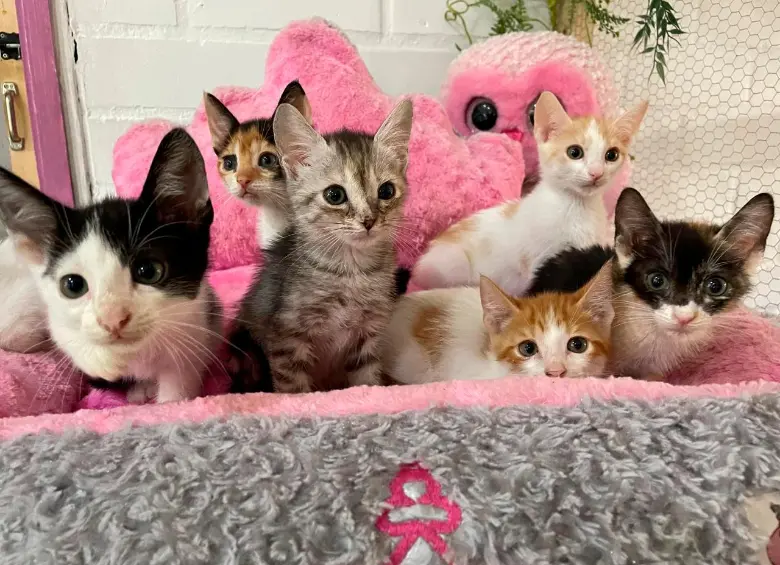 Los gatos fueron introducidos en Europa a través del Mediterráneo. Foto EL COLOMBIANO