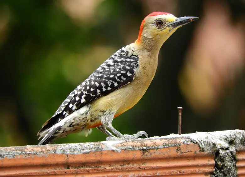Este es un Carpintero habado reposando en un ladrillo de este municipio del Área Metropolitana. FOTO: Cortesía Alcaldía de Bello.