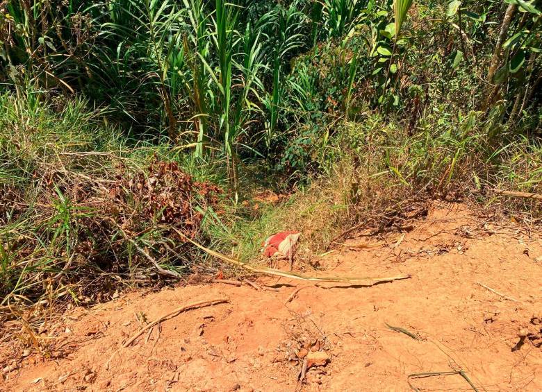 En este rastrojo de la vereda Encenillos, de Girardota, las autoridades encontraron los cuerpos de dos hombres que se encontraban desaparecidos de Bello. FOTO: ANDRÉS FELIPE OSORIO GARCÍA