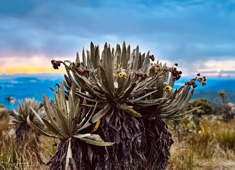 Frailejones del Páramo de Belmira. Foto: Cristina Rodriguez.