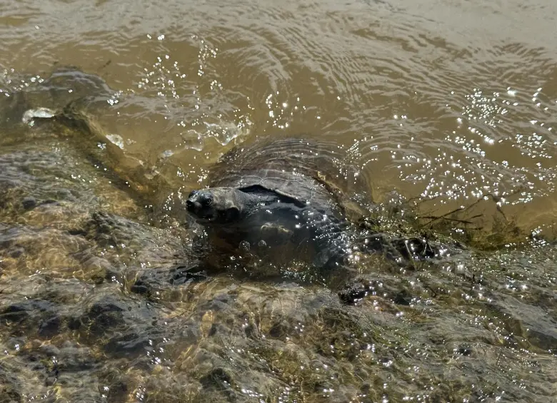 Las autoridades ambientales afirmaron que las tortugas presentaban signos de desnutrición por dietas inadecuadas y deformaciones en el caparazón por falta de luz solar y minerales. FOTO: Cortesía Área Metropolitana
