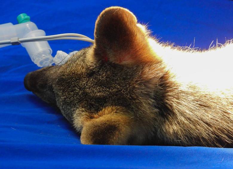 Este es uno de los momentos que retracta su dura recuperación. FOTO: Cortesía Área Metropolitana del Valle de Aburrá