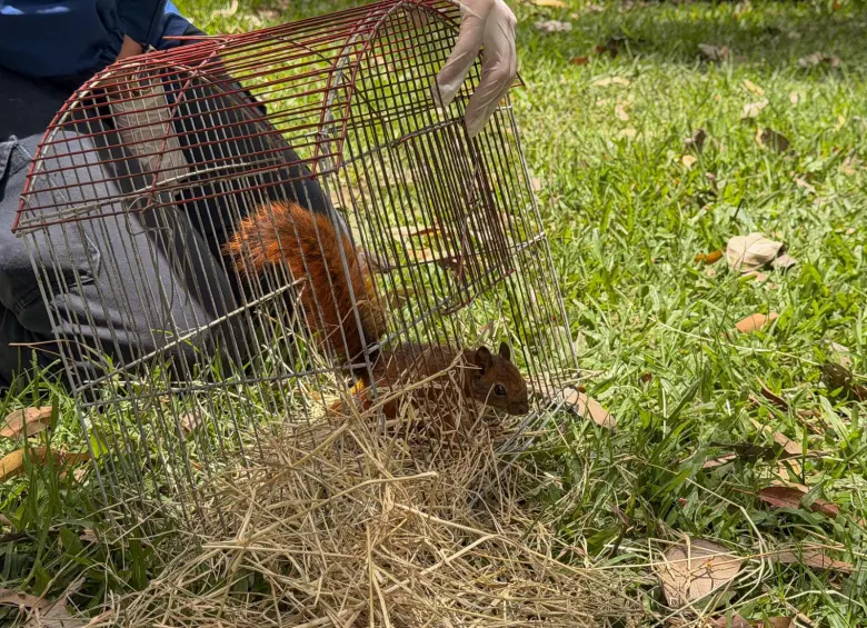 Ardillas y zarigüeyas son algunos de los mamíferos que fueron liberados en la Reserva Natural del Club Campestre El Rodeo. FOTO: Área Metropolitana del Valle de Aburrá