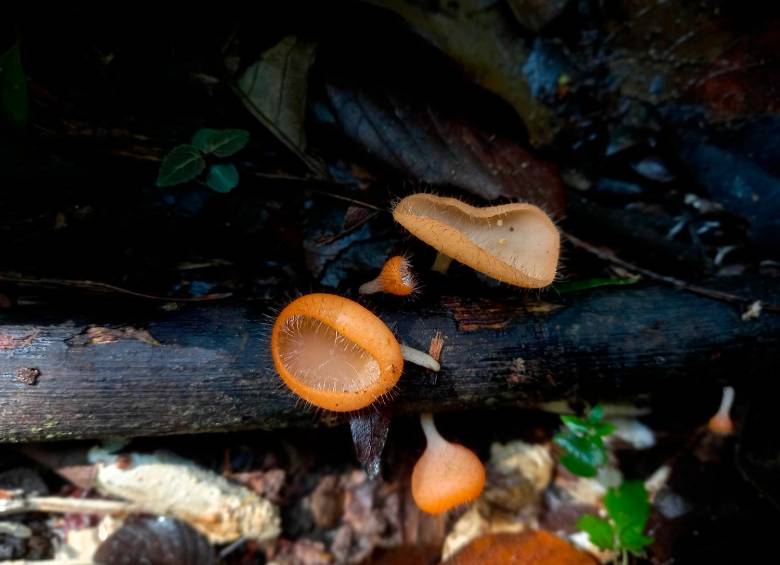 Hongo copa, nombre común de Cookeina sulcipes. Esta especie pertenece a la división Ascomycota, un tipo del reino fungi que se caracteriza por tener una textura coriácea —de cuero— y elástica. Creciendo en madera en descomposición. En el caso del hongo copa, su tamaño es de 0.5 a 3 cm de diámetro, tiene una superficie interna lisa, naranja claro y superficie externa naranja intenso, cubierta con pelos dispersos. Hasta el momento Colombia no lo ha reportado como un hongo comestible, sin embargo, para México, sí esta reportado como tal. FOTO cortesía Denis Cristina Benjumea