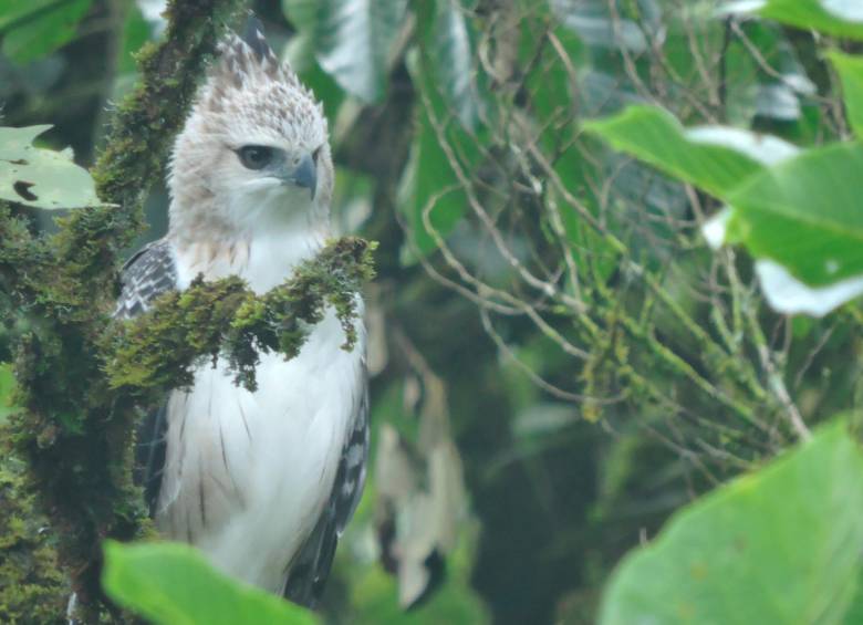 Dos ejemplares juveniles de águila crestada fueron fotografiados en vuelo sobre los bosques del sur del Valle de Aburrá, un registro inédito para Medellín. FOTO cortesía Alcaldía de Medellín