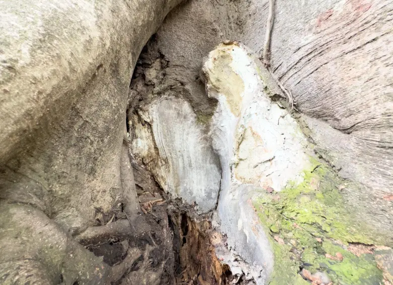 Daños estructurales del árbol patrimonial de El Poblado. FOTO: ALCALDÍA DE MEDELLÍN
