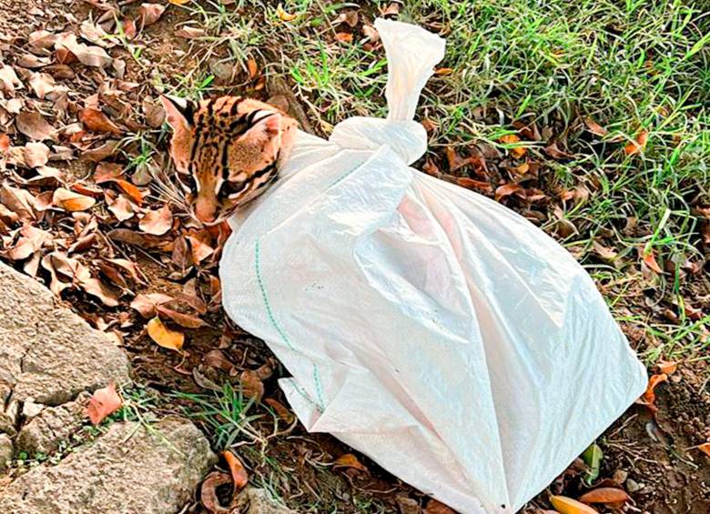 Así fue encontrado el ocelote en Copacabana. FOTO Área Metropolitana