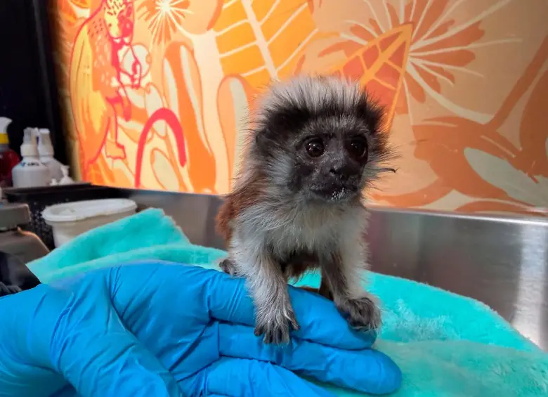 La ausencia de la madre hace necesario que se diseñe un sistema de crianza artificial con cuidados extremos. FOTO: CORTESÍA AMVA