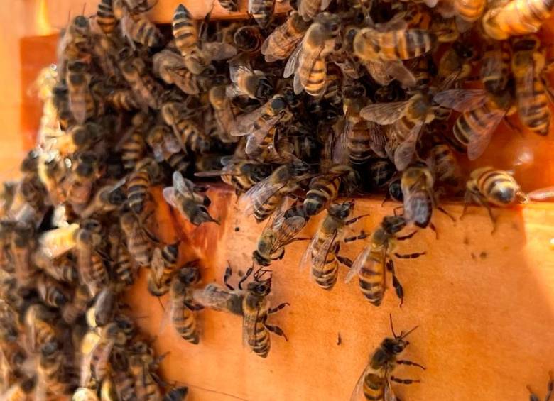 En total se rescataron 180.000 abejas en el Jardín Cementerio Universal. FOTO Cortesía