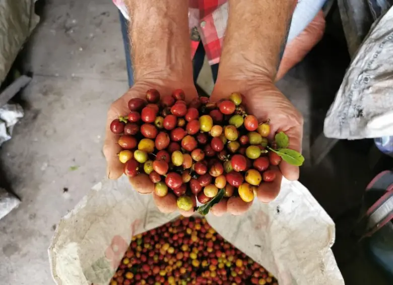 Un tercio del café sin tostar que se consume en EE. UU. proviene normalmente de Brasil. FOTO: Colprensa.
