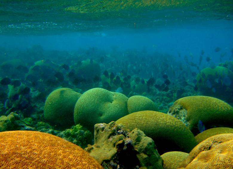 Los arrecifes de coral son afectados por actividades antrópicas desmesuradas como la sobrepesca. FOTO: Archivo
