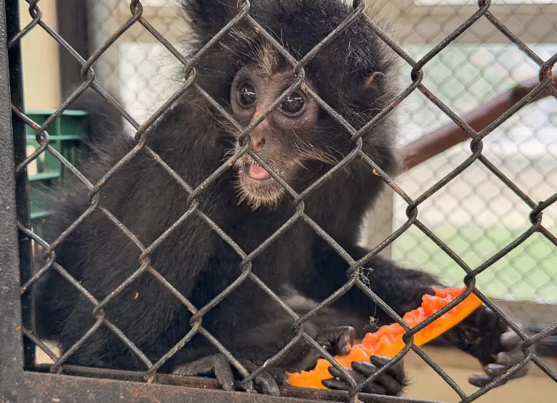 El mono araña, especie en grave riesgo de extinción, es una de las especies que fueron rescatadas o decomisadas e ingresarán al Parque de la Conservación. FOTO: cortesía Área Metropolitana