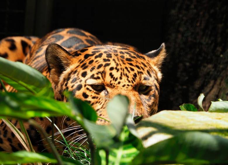 Según el Fondo Mundial para la Naturaleza (WWF por sus siglas en inglés) los jaguares se encuentran extintos en países como El Salvador y Uruguay. Sus principales amenazas son la pérdida de hábitat, el tráfico ilegal, los conflictos humanos y la crisis climática. FOTO: CORTESÍA.