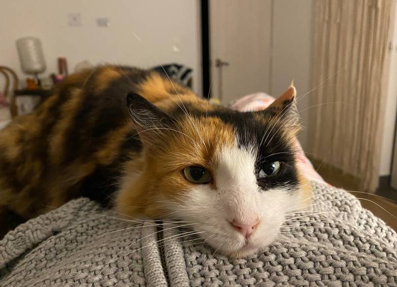 Filomena fue adoptada en medio de la pandemia, murió semanas atrás. Foto: Cortesía