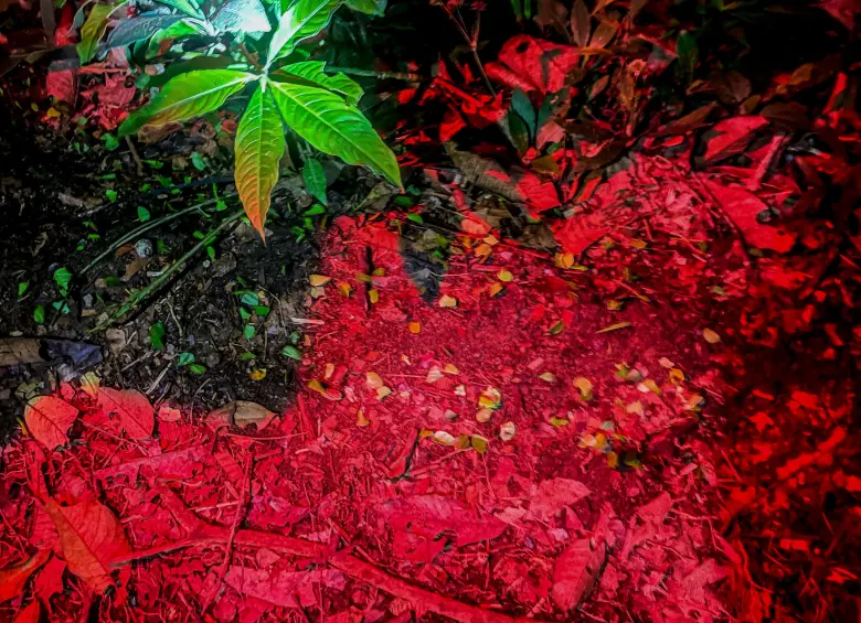 Camino de hormigas nocturno. Foto: Cristina Rodríguez. 