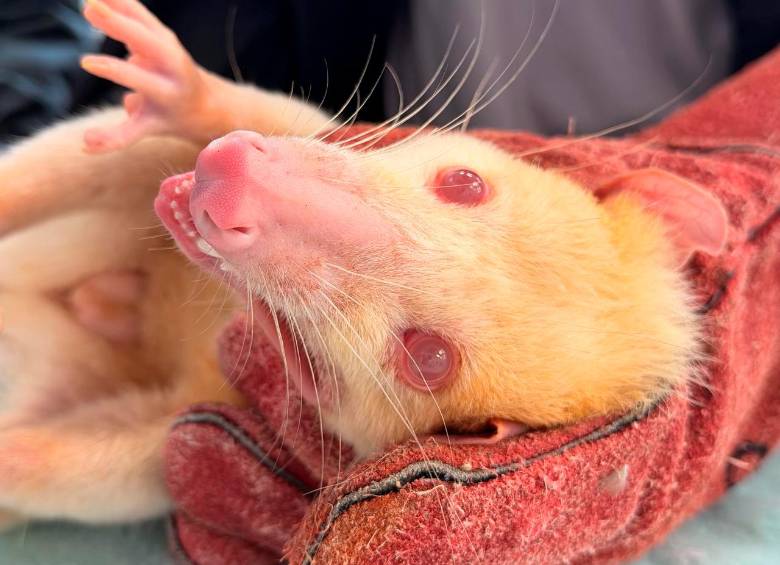 Los especialistas llevaban cinco años sin avistar zarigüeyas de esta especie que carece de pigmentación en el pelo, la piel y los ojos. FOTOS: AMVA 
