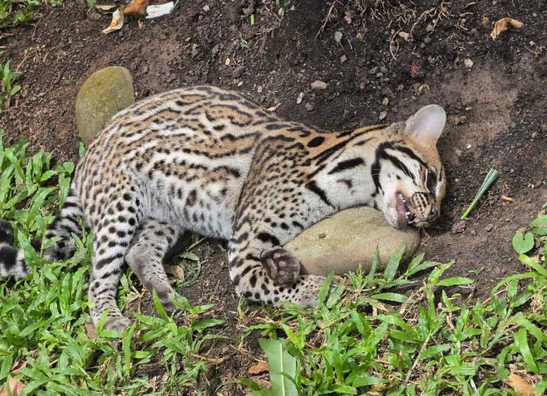 El tigrillo fue encontrado muerto en el antejardín de una vivienda en el sector de Cabecera del Llano. Foto: Caracol Radio