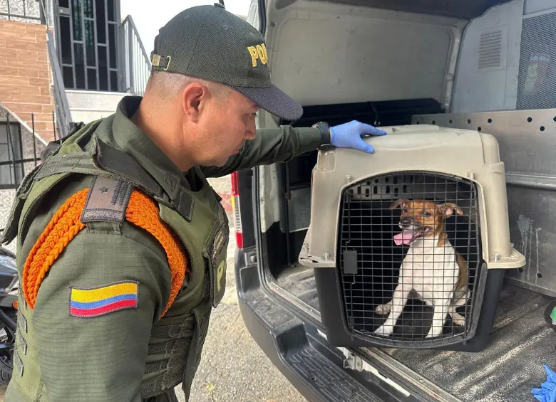 Personal de la Policía verificó el caso y trasladó al perro al Centro de Bienestar Animal La Perla. FOTO Policía Metropolitana. 