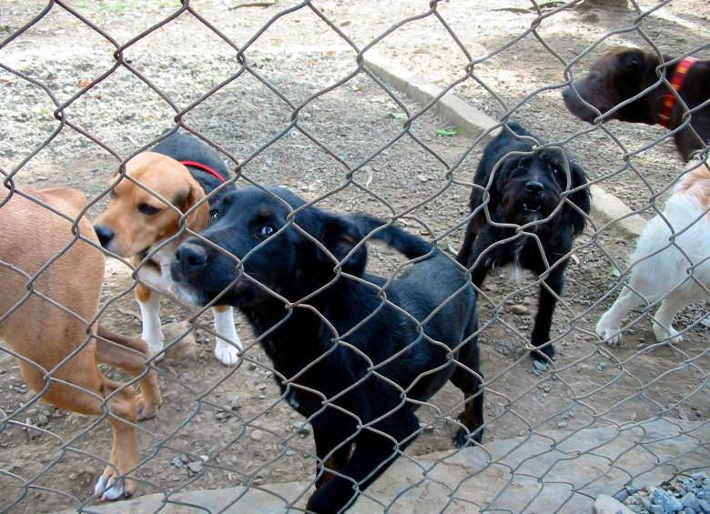 Todo caso de maltrato animal, incluido el abuso sexual, debe ser castigado, según considera la Fiscalía y así lo estipula la legislación colombiana. FOTO ARCHIVO