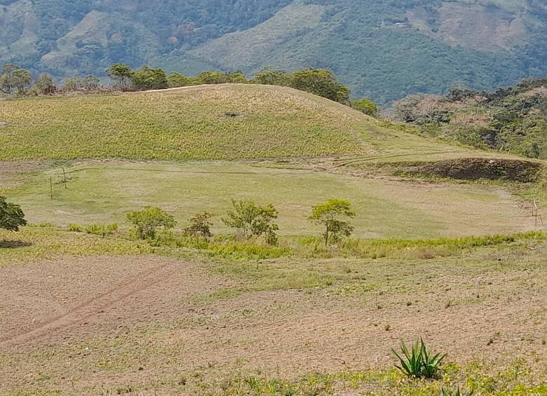 Este es el terreno en el cual se produciría el fríjol cargamanto rosado, en la vereda Pascuitá del municipio de Ituango, norte de Antioquia. FOTO cortesía