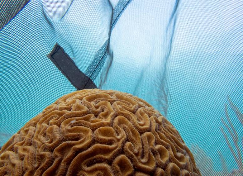 Para este proyecto de reproducción, los científicos tuvieron que actuar rápidamente cuando comenzó el desove de coral a principios de este mes. FOTO EFE/ Um Rosenstiel School Liv Williamson