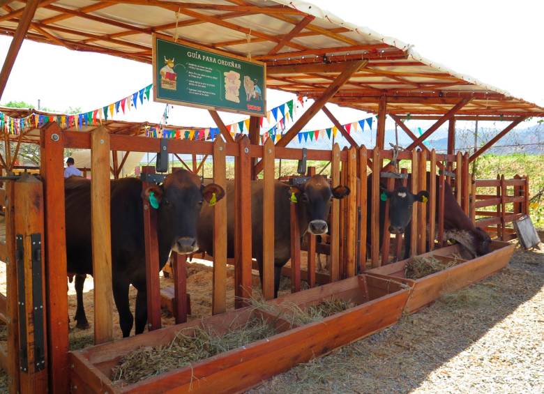 Los visitantes a Panaca en el Parque Comfenalco Guayabal podrán ver a 128 animales, interactuar con ellos y asistir a las diferentes exhibiciones. FOTO: CORTESÍA