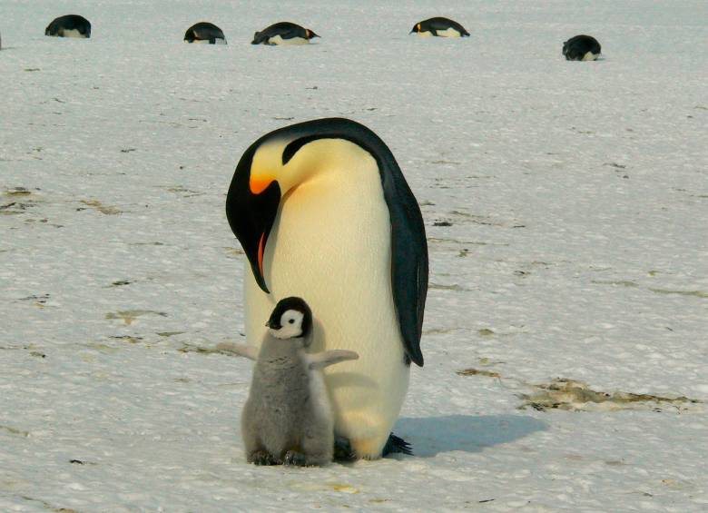 Los expertos de la Institución Oceanográfica Woods Hole aseguran que en el 2100 los pingüinos emperador experimentarán una disminución del 86% de los ejemplares. Foto: Pixabay.