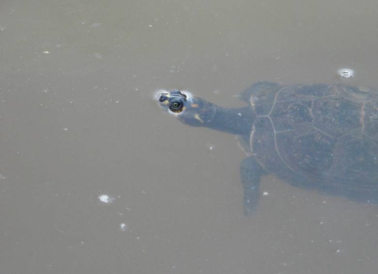Las tortugas de río cumplen un rol fundamental en la dispersión de semillas en sus ecosistemas. FOTO: CORTESÍA AMVA