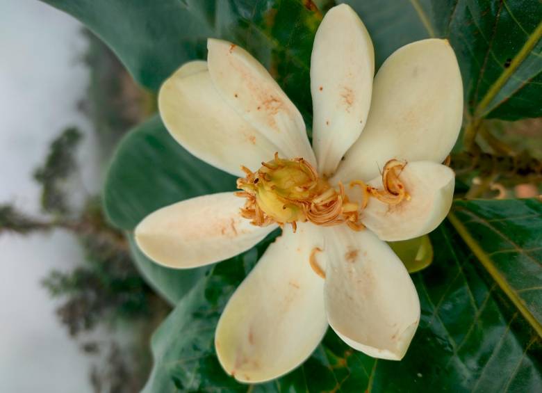 Salvando magnolias: una campaña de conservación por tres especies endémicas en Antioquia