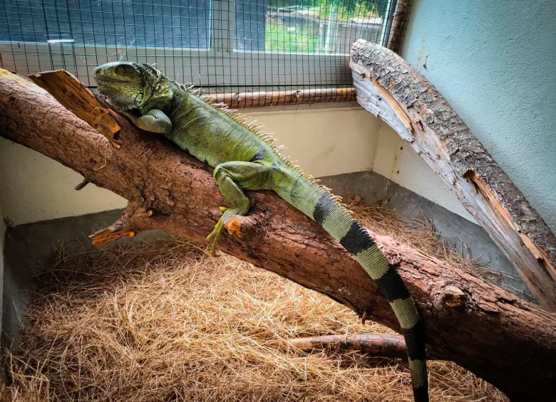La iguana se convirtió en un animal manso, que no huía con la presencia de los humanos, producto de su permanencia en cuativerio por tanto tiempo. FOTO: CORTESÍA AMVA