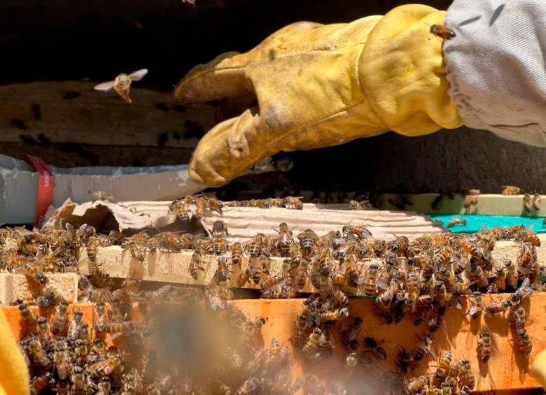 Las abejas y las avispas cumplen un papel fundamental en los ecosistemas. FOTO Cortesía
