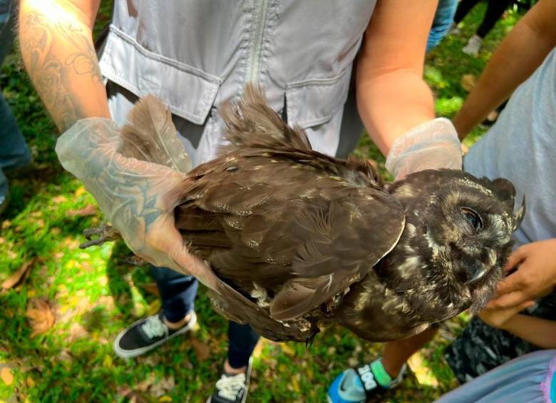 El búho orejudo que quedó enredado en la cuerda en Conquistadores no pudo ser salvado. FOTO Cortesía