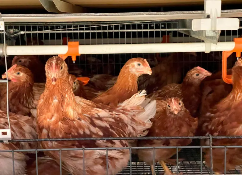  Granja Avícola Kakaraka es la primera en tratar bien a las gallinas. FOTO CORTESÍA ICA. 