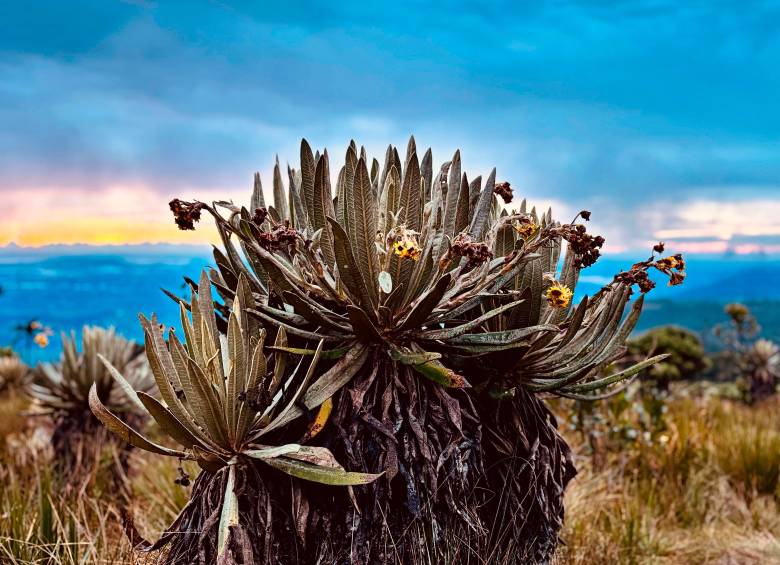 Frailejones del Páramo de Belmira. Foto: Cristina Rodriguez.