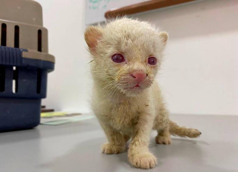  Según el Área Metropolitana este sería, hasta el momento en Colombia, el primer hallazgo de un felino silvestre albino. FOTO CORTESÍA
