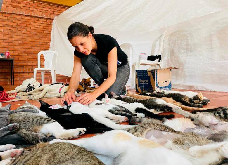 Andrea Padilla es una activista por los derechos de los animales que está aspirando al Senado. FOTO: Redes sociales @andreanimalidad