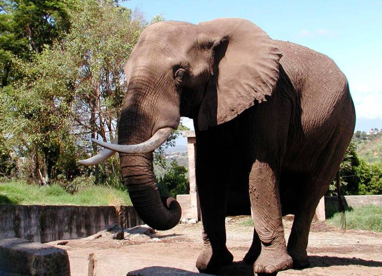 El elefante embistió al investigador colombiano y a otro compañero. Imagen de referencia. FOTO: ARCHIVO COLPRENSA