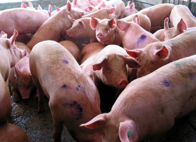 La carne de cerdo colombiana ya cuenta con luz verde para su ingreso a Filipinas. Entre enero y julio de este año, Colombia exportó US$583.159. FOTO EL COLOMBIANO