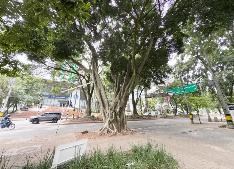 Árbol patrimonial sembrado hace 80 años que talarán en El Poblado. FOTO: ALCALDÍA DE MEDELLÍN