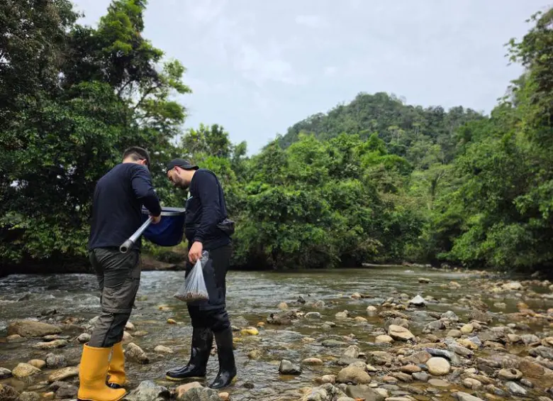Técnicos de Corantioquia revisan el caudal del río Magdalena, también afectado por las sequías. FOTO: Cortesía.