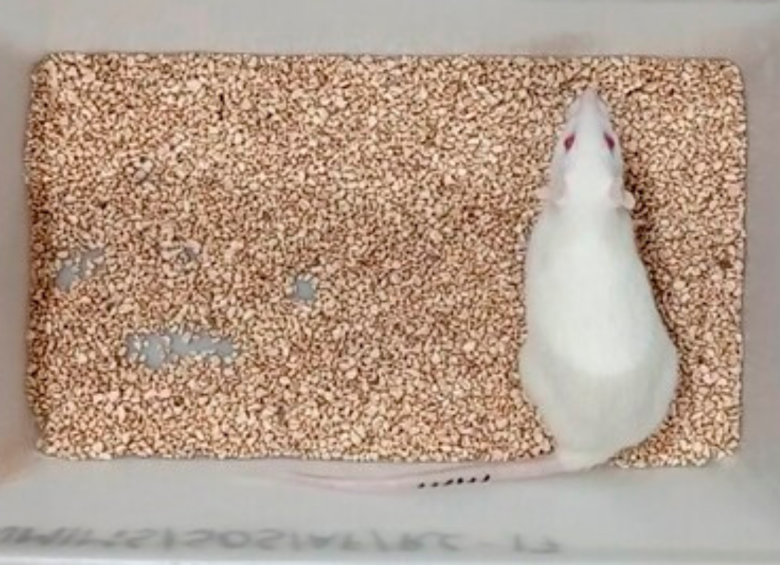 Esta es Sima, la rata que superó la edad máxima de su especie y podría ser la clave para el rejuvenecimiento. FOTO: CORTESÍA