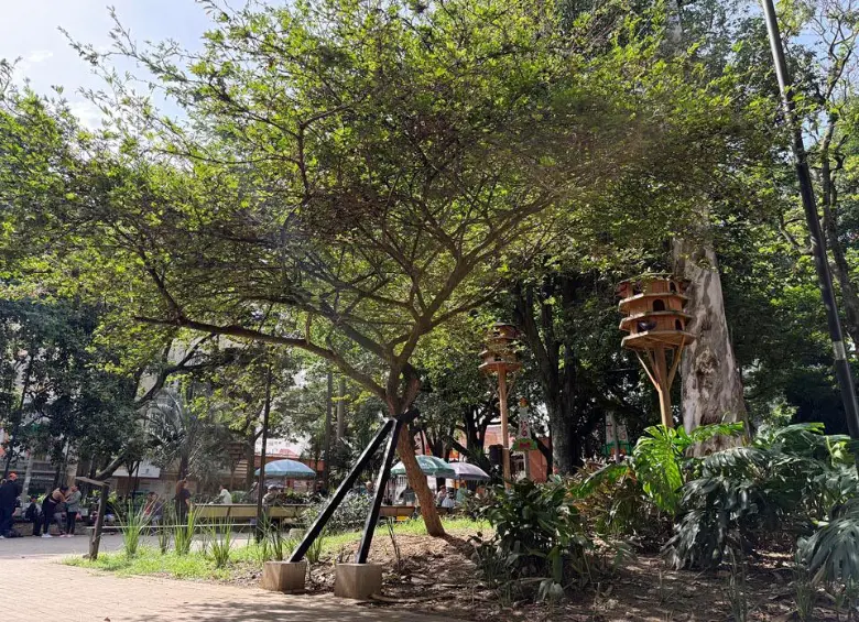 Con el abrazo de la muletica se espera que el carbonero supere una etapa crítica y se mantenga firme varios años más. FOTO: CORTESÍA ALCALDÍA DE MEDELLÍN