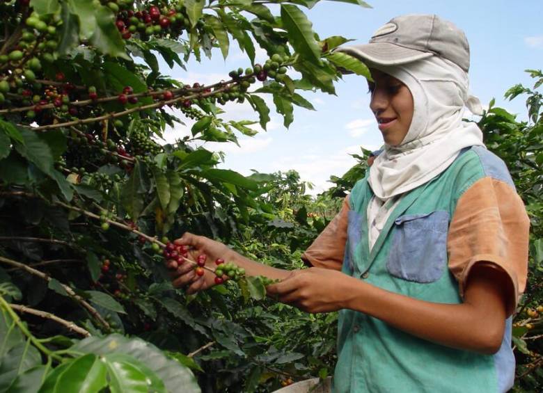 La reciente decisión de Donald Trump de imponer un arancel del 10% al café colombiano ha obligado a la Federación Nacional de Cafeteros (FNC) a repensar su estrategia comercial.