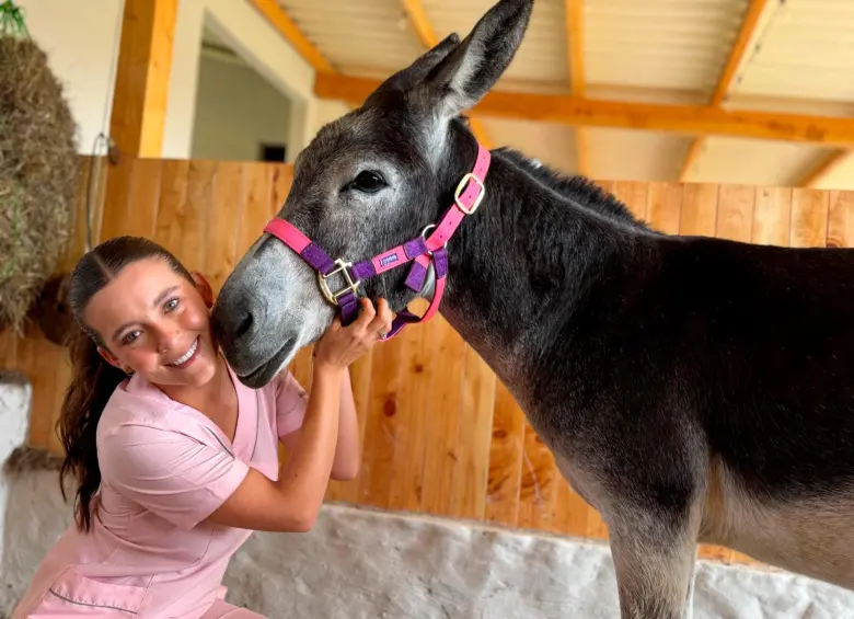 Josefina es una burrita que abandonaron en el Centro de Medellín, hoy tiene un nuevo hogar. FOTO: CORTESÍA