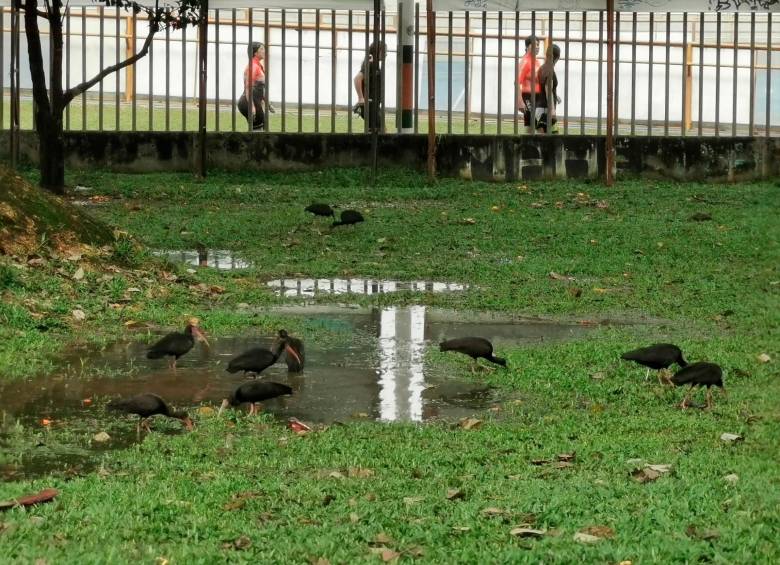 “Ibis negros (Phimosus infuscatus) beben y chapucean en los charcos que forman las lluvias en el Parque Los Almendros de Envigado. ¿Qué va a pasar cuando amplíen la pista y lo que es verde y agua se convierta en cemento?”, escribió Óscar Darío Montoya en X. Foto: Tomada de la cuenta de X @Oscarmon. 