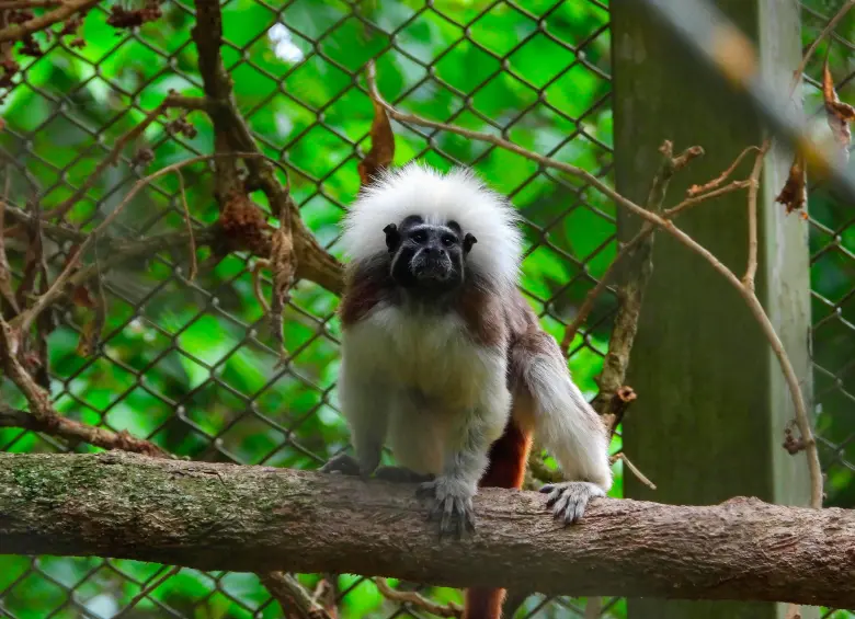 Tití cabeciblanco, primate endémico del Caribe colombiano en proceso de rehabilitación en el CAVR del Valle de Aburrá. FOTO cortesía Área Metropolitana