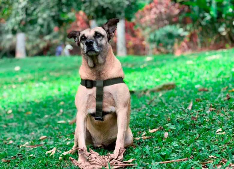 Odie fue rescatado desorientado en la vías del metro y se ha convertido en uno de los más carismáticos y tranquilos habitantes de La Perla. FOTO: CORTESÍA
